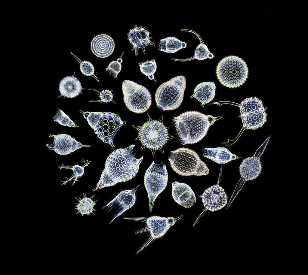 SEA NYMPHS